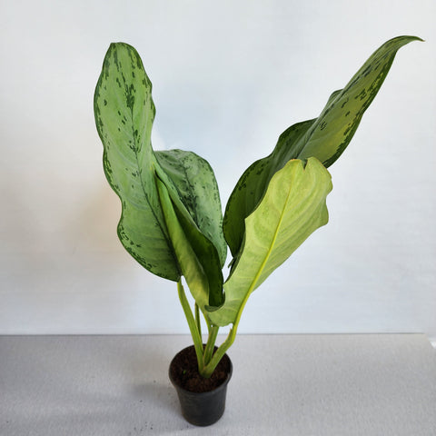 Aglaonema