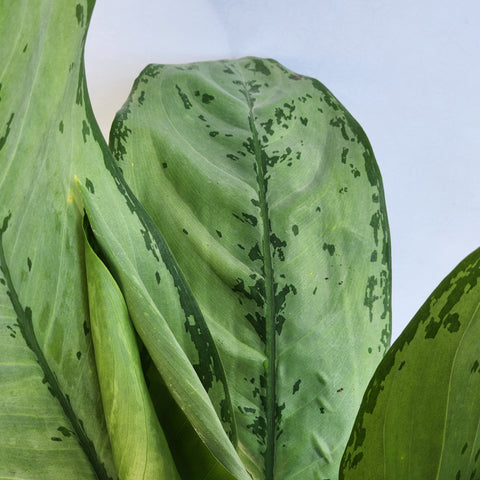 Aglaonema