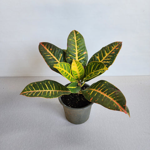 Croton