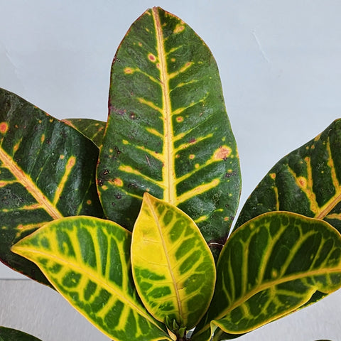 Croton