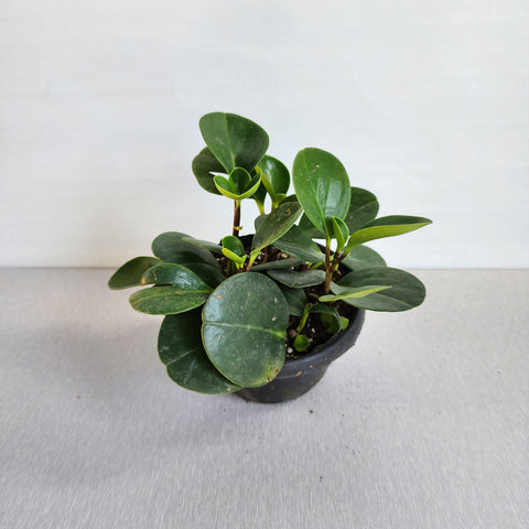 Peperomia Green