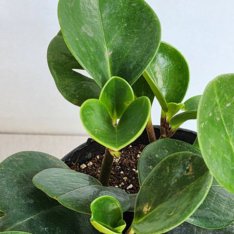 Peperomia Green