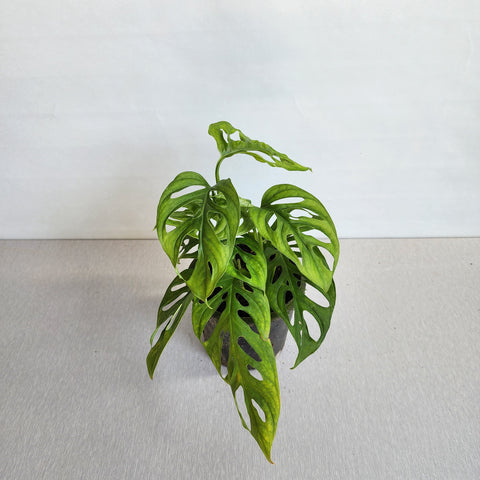 Monstera adansonii