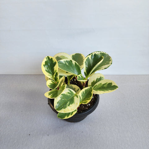 Peperomia variegata