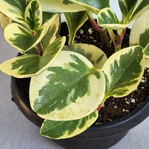 Peperomia variegata