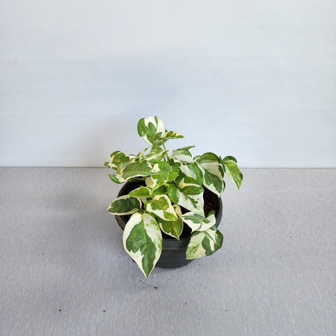 Pothos White