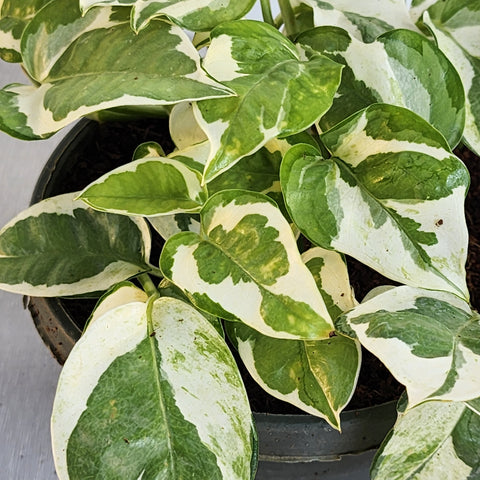 Pothos White