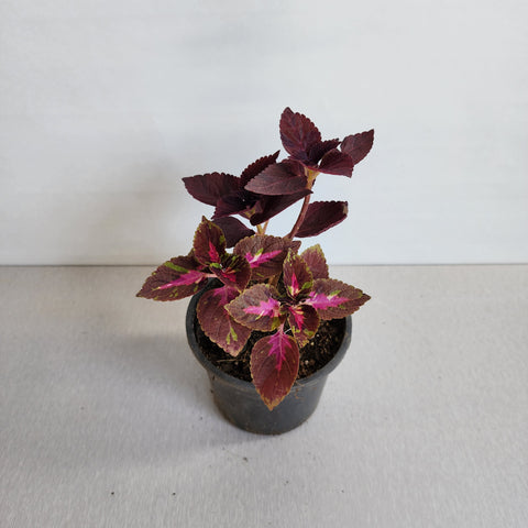 Coleus blumei Red