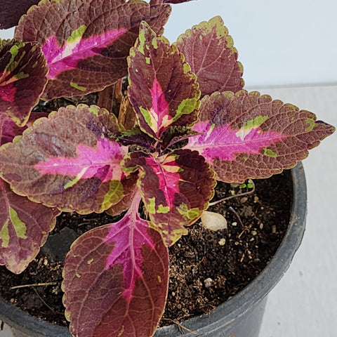 Coleus blumei Red