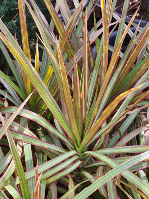 Dracaena tricolor