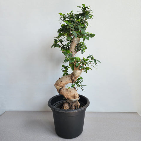 Ficus microcarpa "Bonsai"