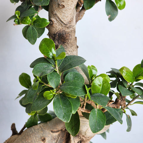 Ficus microcarpa "Bonsai"