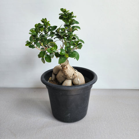 Ficus microcarpa "Bonsai"