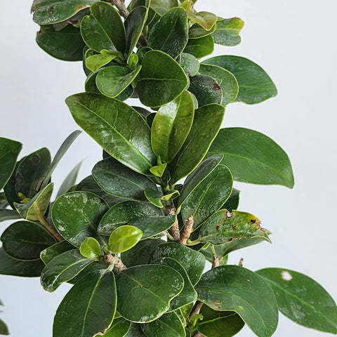 Ficus microcarpa "Bonsai"