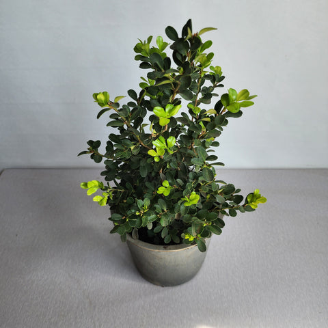 Buxus microphylla