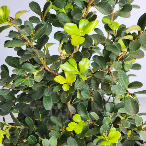 Buxus microphylla