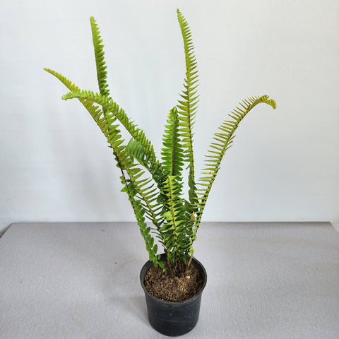 Nephrolepis exaltata