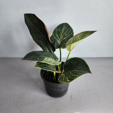 Philodendron birkin