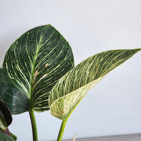 Philodendron birkin