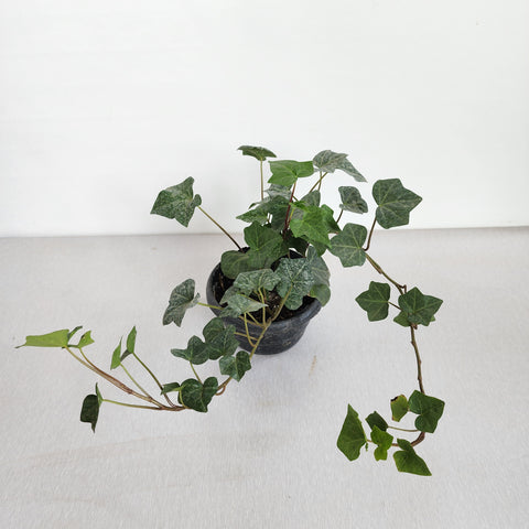 Hedera