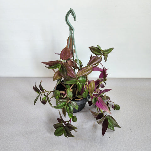 Tradescantia zebrina