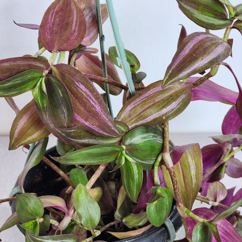 Tradescantia zebrina