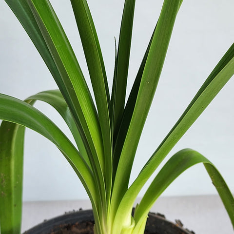 Agapanthus africanus