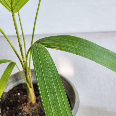 Dypsis madagascariensis