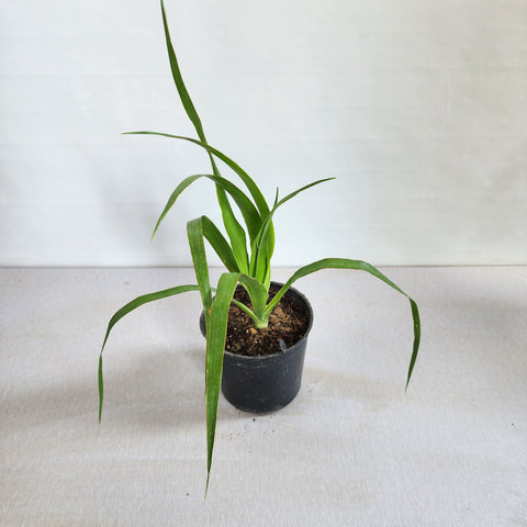 Dracaena draco