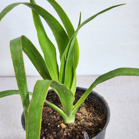 Dracaena draco