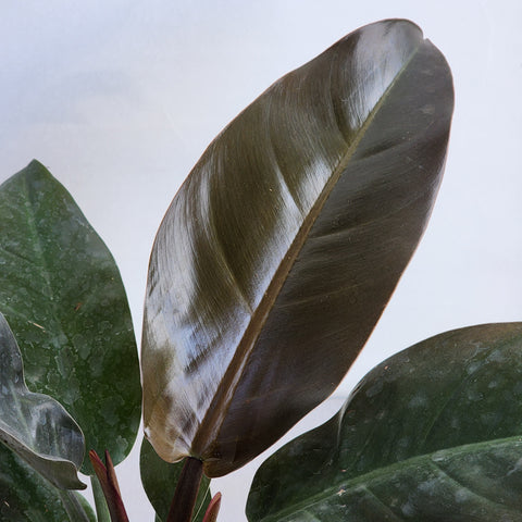 Philodendron imperial red