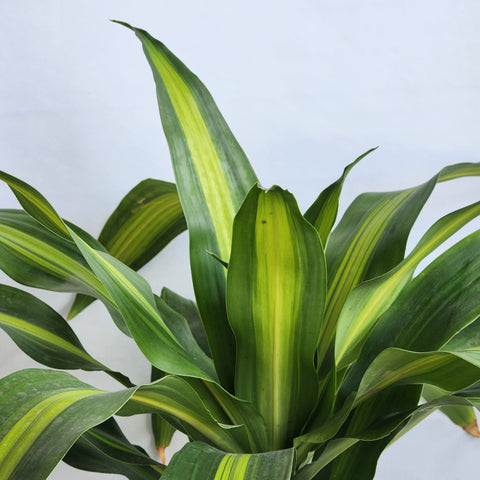 Dracaena fragrans