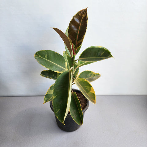 Ficus decora variegata