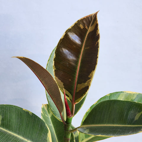 Ficus decora variegata