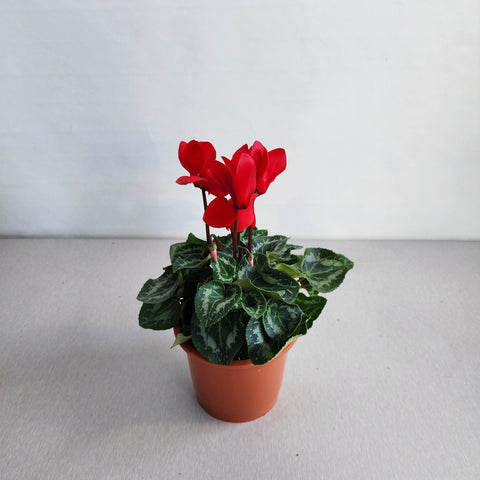 Cyclamen Red