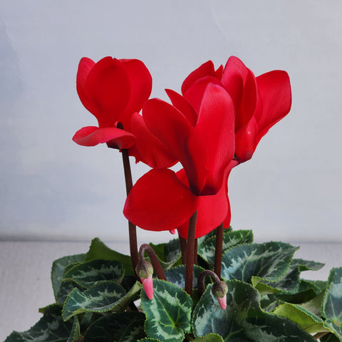 Cyclamen Red