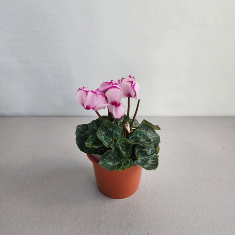 Cyclamen Pink