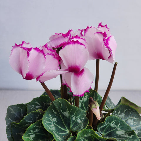 Cyclamen Pink