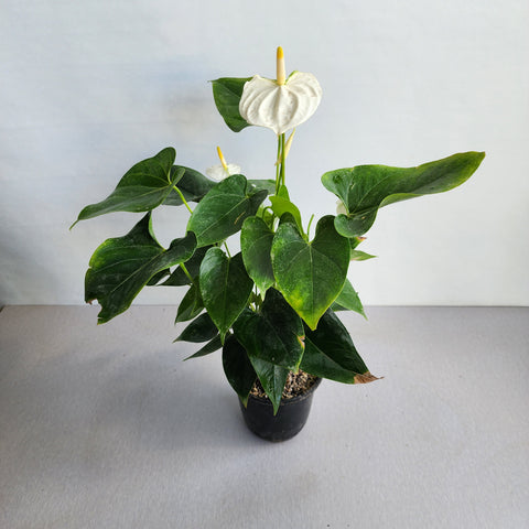 Anthurium White