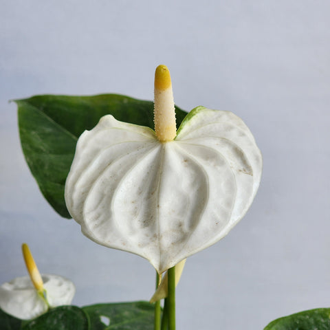 Anthurium White