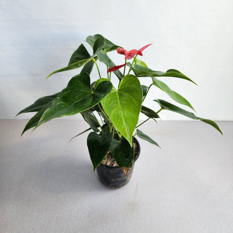 Anthurium Red