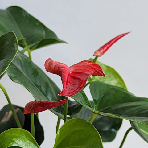 Anthurium Red