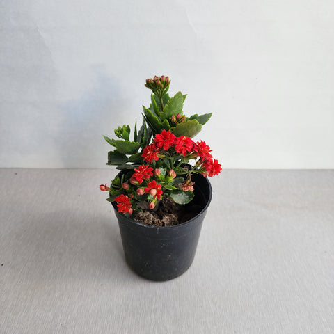 Kalanchoe