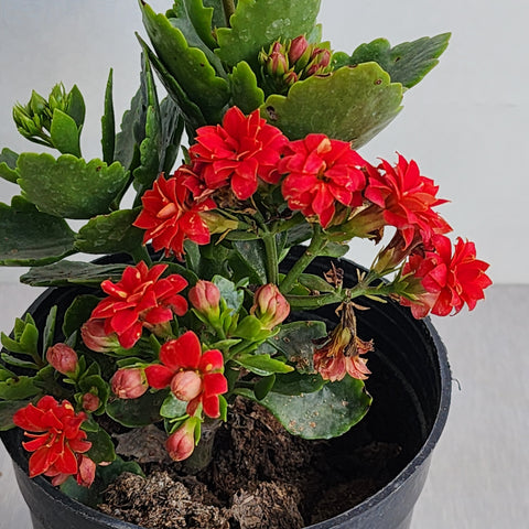 Kalanchoe