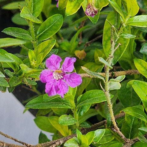 Cuphea hyssopifolia