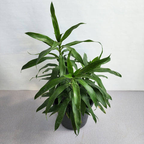 Dracaena song