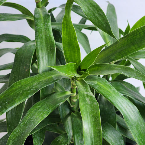 Dracaena song