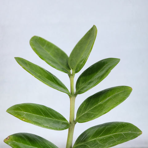 Zamioculcas zamiifolia