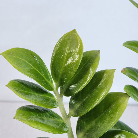 Zamioculcas zamiifolia