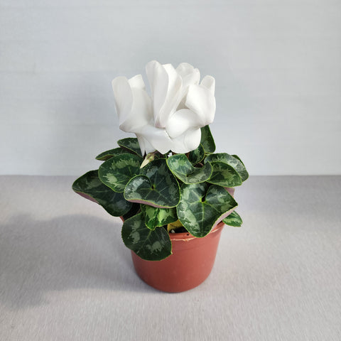 Cyclamen White